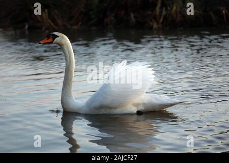 Braunton, North Devon, UK. 3 janvier, 2020. Une famille de six cygnes se nourrissent de Fremington Marsh et se battre les uns avec les autres pour savoir qui est le mâle dominant de la famille Crédit : Natasha Quarmby/Alamy Live News Banque D'Images