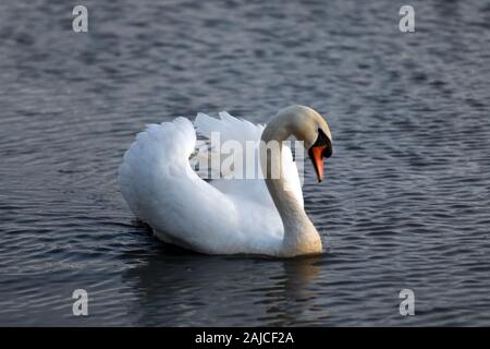 Braunton, North Devon, UK. 3 janvier, 2020. Une famille de six cygnes se nourrissent de Fremington Marsh et se battre les uns avec les autres pour savoir qui est le mâle dominant de la famille Crédit : Natasha Quarmby/Alamy Live News Banque D'Images