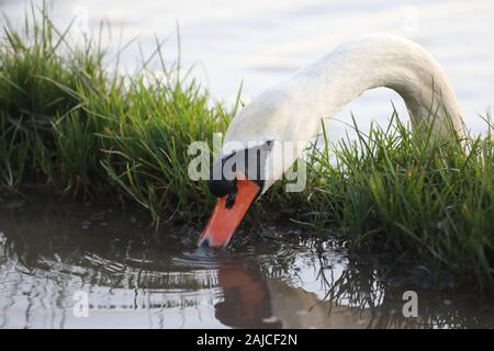 Braunton, North Devon, UK. 3 janvier, 2020. Une famille de six cygnes se nourrissent de Fremington Marsh et se battre les uns avec les autres pour savoir qui est le mâle dominant de la famille Crédit : Natasha Quarmby/Alamy Live News Banque D'Images