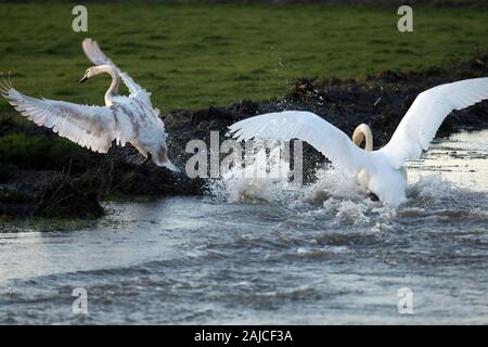 Braunton, North Devon, UK. 3 janvier, 2020. Une famille de six cygnes se nourrissent de Fremington Marsh et se battre les uns avec les autres pour savoir qui est le mâle dominant de la famille Crédit : Natasha Quarmby/Alamy Live News Banque D'Images