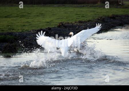 Braunton, North Devon, UK. 3 janvier, 2020. Une famille de six cygnes se nourrissent de Fremington Marsh et se battre les uns avec les autres pour savoir qui est le mâle dominant de la famille Crédit : Natasha Quarmby/Alamy Live News Banque D'Images