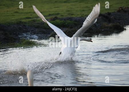 Braunton, North Devon, UK. 3 janvier, 2020. Une famille de six cygnes se nourrissent de Fremington Marsh et se battre les uns avec les autres pour savoir qui est le mâle dominant de la famille Crédit : Natasha Quarmby/Alamy Live News Banque D'Images