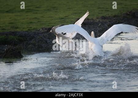 Braunton, North Devon, UK. 3 janvier, 2020. Une famille de six cygnes se nourrissent de Fremington Marsh et se battre les uns avec les autres pour savoir qui est le mâle dominant de la famille Crédit : Natasha Quarmby/Alamy Live News Banque D'Images