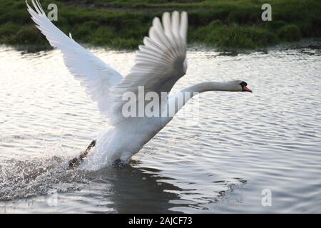 Braunton, North Devon, UK. 3 janvier, 2020. Une famille de six cygnes se nourrissent de Fremington Marsh et se battre les uns avec les autres pour savoir qui est le mâle dominant de la famille Crédit : Natasha Quarmby/Alamy Live News Banque D'Images