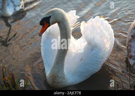 Braunton, North Devon, UK. 3 janvier, 2020. Une famille de six cygnes se nourrissent de Fremington Marsh et se battre les uns avec les autres pour savoir qui est le mâle dominant de la famille Crédit : Natasha Quarmby/Alamy Live News Banque D'Images