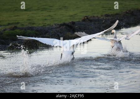 Braunton, North Devon, UK. 3 janvier, 2020. Une famille de six cygnes se nourrissent de Fremington Marsh et se battre les uns avec les autres pour savoir qui est le mâle dominant de la famille Crédit : Natasha Quarmby/Alamy Live News Banque D'Images