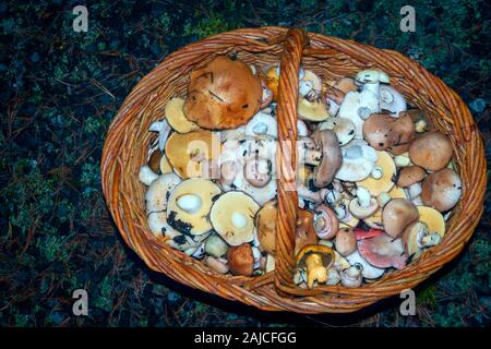 Panier, pleins d'automne champignons. Panier de champignons frais de la forêt close-up. Banque D'Images