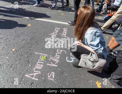 London / UK - 20 septembre 2019 - Militant Vegan écrit à la craie sur le sol à l'extérieur du Parlement de Westminster à 'l'agriculture animale est en train de tuer notre Banque D'Images