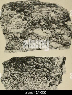 Lignum-vitae ; une étude des bois du Zygophyllaceae avec référence au véritable lignum-vitae de commerce--ses sources, propriétés, utilisations, et suppléants . L'ÉCORCE DE CUBAINS TYPIQUES Lignum-vitae(GAÏAC OFFICINAL) X&gt ;^. Banque D'Images