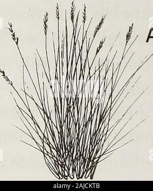 Les contributions de l'United States National Herbarium . Banque D'Images