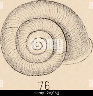 Manuel de conchyliologie, structurelles et systématiques : avec des illustrations de l'espèce . Banque D'Images