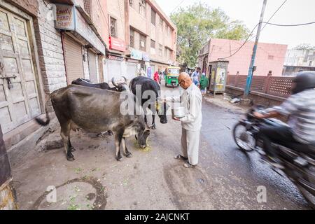 Jodhpur, Inde - 08 mars 2017 : un homme nourrit le grain de trois vaches sur une rue de la ville. Banque D'Images