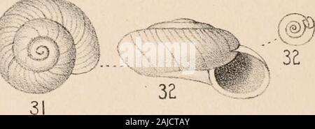 Manuel de conchyliologie, structurelles et systématiques : avec des illustrations de l'espèce . Banque D'Images