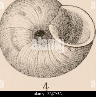 Manuel de conchyliologie, structurelles et systématiques : avec des illustrations de l'espèce . Banque D'Images