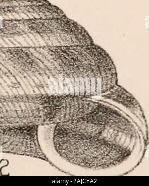 Manuel de conchyliologie, structurelles et systématiques : avec des illustrations de l'espèce . Banque D'Images