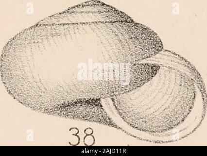 Manuel de conchyliologie, structurelles et systématiques : avec des illustrations de l'espèce . Banque D'Images