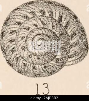 Manuel de conchyliologie, structurelles et systématiques : avec des illustrations de l'espèce . Banque D'Images