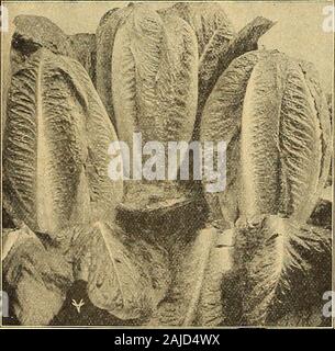 Vaughan's seed store . | lb., 35c ; lb., 1,10 $. Incomparable. Une souche de vert clair Grand Boston. Pkt., 5c ; oz., 15c ; M lb., 40c ; lb., 1,50 $. Crème de la Californie le beurre. L'un des meilleurs summervarieties. Chefs bonne taille et si solide qu'ils ont souvent à couper les pousses de graines tolet apparaissent. Belle apparence, croquante, riche, butteryflavor. Pkt., 5c ; oz., 15c ; M lb., 35c ; lb., 1,10 $.. Exprimer COS LAITUE LETTUCECOS Considéré par beaucoup comme le plus haut type de laitue ; hasdistinct dressée, très croquant et doux. Nécessité de la transplantation. Exprimer COS. Une introduction de Vaughan. Plus dwarfand la plus ancienne de toutes. De Banque D'Images