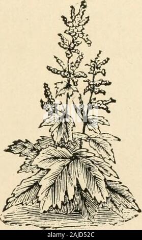 La nouvelle culture de la rhubarbe ; le guide complet de la force sombre et le champ de la culture, la façon de préparer et d'utiliser la rhubarbe . bonate de mixturewould cuivre probablement contrôler ou empêcher les taches et thussomewhat prolonger la saison de croissance. Mais growersassume que le fléau arrive trop tard pour faire bien harmto les prochaines années, la récolte et la pulvérisation n'est pas tentée. Conseils et aide. 121 Dans plusieurs des grands domaines de la rhubarbe Long Island,une autre forme de la maladie ou de maladie similaire a beennoticed^ canse, et est de quelques nneasiness dans ce lo-cality. Tliis bactérien provoque une apparence jaune d'theleaves somewha, et un Banque D'Images