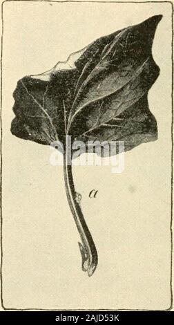 La nouvelle culture de la rhubarbe ; le guide complet de la force sombre et le champ de la culture, la façon de préparer et d'utiliser la rhubarbe . à préférer jeter ses œufs sur le flowerstalks du dock jaune, et si le dock ])lants dans theneighborhood sont détruits et l'rhubarl) pas autorisépour développer son pédoncule le nombre d'œufs whichhatch sera très fortement réduite. Le otherremedy est pratiqué seulement à récupérer et à détruire le beetleswhenever remarqué. Si la station d'jdants sont relativement complets-ly éliminés, les insectes ne^ pas très sérieux dam-âge. Une illustration montre l'aspect d'une partiedu w tiges Banque D'Images