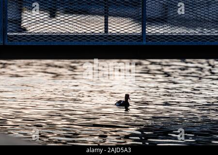 Silhouette en canard président soirée sur canal ville sous passerelle pour piétons - image Banque D'Images