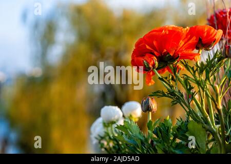 Pavot Orange close-up au coucher du soleil lumière contre un arrière-plan doux - image Banque D'Images