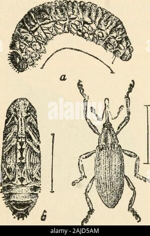 La nouvelle culture de la rhubarbe ; le guide complet de la force sombre et le champ de la culture, la façon de préparer et d'utiliser la rhubarbe .. Au cours du printemps et de earlysummer, il est susceptible de remarquer quelques brindilles avec un gummysubstance sur une crevaison près de la feuille, bien qu'itsometimes apparaît assez proche de la racine. Le gummysubstance est partiellement séchée sap, ce qui fuit par ponction du produit par le travail de l'rhubarbcurculio indiqué sur l'illustration : un wormwhich grub est le ne les dommages réels. Les larves se nourrissent de racines uponthe ainsi que la manette : h indique la forme de pupe andc la pleine développé la prune qui Banque D'Images