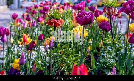 Beau bouquet de tulipes, tulipes colorées, des tulipes au printemps, apple - image Banque D'Images