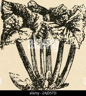 La nouvelle culture de la rhubarbe ; le guide complet de la force sombre et le champ de la culture, la façon de préparer et d'utiliser la rhubarbe . Colline Saint Martins. le nom d'Monarcli. Pendant plusieurs années il a été prix awardedfirst aux expositions de la messe. HorticulturalSociety, comme la plus grande et plus belle variété. Sur l'un occasionthe douze branches montré pesait 28 livres, s'arrête.. Rhubabb monarque. L'écrivain a trouvé ce genre plutôt inférieur en qualityand la peau est rugueuse. La durée moyenne de l'stalksis sur 15 pouces, mais ils sont de grande taille, bien stalksweighing plus d'un livre chacun. La couleur est assez 108 Banque D'Images