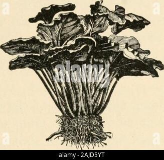 La nouvelle culture de la rhubarbe ; le guide complet de la force sombre et le champ de la culture, la façon de préparer et d'utiliser la rhubarbe . Bande d'Majimoth. trie rouge dès qu'il apparaît sur le marché. Pour winterforcing il est préféré par beaucoup de cultivateurs à tout otherkind. C'est un yielder constante tout au long de la saison, andgives comparativement peu de difficultés avec les tiges de semences. St.-Mariins Cette variété est d'origine anglaise, andhas été hautement recommandé, mais des tests pratiques n'notseem d'appuyer ses revendications à la faveur. Il ascribedto apporteurs d'un délicieux goût de noisette ou épicée, mais le Ontarioexperiment compte station Banque D'Images