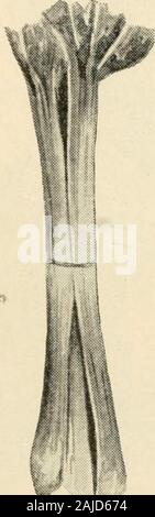 La nouvelle culture de la rhubarbe ; le guide complet de la force sombre et le champ de la culture, la façon de préparer et d'utiliser la rhubarbe . Ok tiges Victoria. voulu par canners, qui, comme le grand public, appearto la rhubarbe juge par la taille seulement. Victoria.-La norme pour la mi-saison, la récolte est VARIÉTÉS ET GARE DE TESTS. 105 l'ancienne Victoria. Il s'agit d'une semaine plus tard que Linnseusand environ une semaine plus tôt que les variétés de mannnoth.tiges sont grandes et de belle apparence. Leur couleur et isbright filjer est claire, le crisp et tendres, withplenty de jus, et le goût est excellent. La plupart peuvent-ners et vignerons pr Banque D'Images