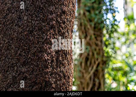Close-up d'un fragment de tronc d'arbre dans une forêt sur une journée ensoleillée - image Banque D'Images