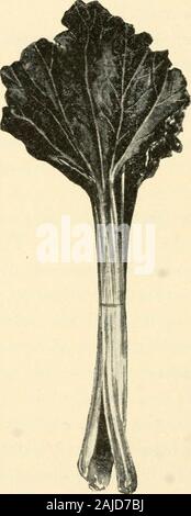 La nouvelle culture de la rhubarbe ; le guide complet de la force sombre et le champ de la culture, la façon de préparer et d'utiliser la rhubarbe . diffuser et cultivée dans le sol. Puis dans ensembleressort nous cultiver à nouveau. C'est tout. Méthodes dans l'Illinois.-Le premier domaine cultivé rhu-barb atteindre les marchés du nord, à l'exception de quelques déclarations de navires de la côte du Pacifique, vient par l'intermédiaire du Chicago vaste growers of Southern Illinois. Ces gouvernements ont des navires au cours des 12 dernières années le creamof écrémé des prix élevés, et la concurrence croissante est severelyfelt par les producteurs de l'Est. Le district de l'Illinois est nearthe limite sud de la Banque D'Images