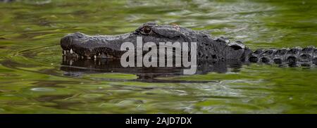 Un alligator dans les Everglades, en Floride Banque D'Images