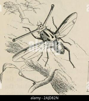 Les insectes à l'étranger : être un compte rendu populaire des affaires d'insectes, de leur structure, des habitudes, et des transformations . Fig. 513-Rhopalomera tibialis.(marron et noir.). Banque D'Images