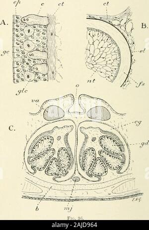 Un traité de zoologie ; i. l'aorte .. ?, le sang ; sinus dorsal e/, artère efférent ; g, gill-scie ; g.o, gill-ouverture ; l.n, ligne latérale ; n, nerf-cordon, nt, uotochord ; e, la glande thyroïde ; v.a, de l'aorte ventrale ; v.n, vagusnerve ; v.s, ventral-sinus. Tunicata et Cephalochorda, avec lequel il est sans doute l'homologue(W. Miiller [307]((). Il peut également être mentionné que le foie iscomposed d'une masse de tubules ramifiés, beaucoup plus distincte thanin compact le foie des vertébrés supérieurs ; il undergoesfatty adultes dans la dégénérescence, et de la vésicule biliaire est perdu. La paire d'eyeslie profondément caché Banque D'Images