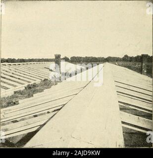 La nouvelle culture de la rhubarbe ; le guide complet de la force sombre et le champ de la culture, la façon de préparer et d'utiliser la rhubarbe . La chaleur de liberation seul et que du fumier accumulé autour de l'out-side s'empresse la récolte beaucoup. Meltsaway rapidement la neige. Parfois, les côtés de la chambre sont recouverts de papier withbuilding. Dès que le temps devient aud warmthe châssis châssis sont supprimées et le givenordinary la culture des plantes sur le terrain. Par ce plan la récolte est forcedwithout ou blesser l'inquiétant des plantes qui sont déjà inscrites en place pour la saison suivante, et summerculture est rendu très facile et simple. Lorsque les châssis ar Banque D'Images