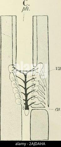 Un traité de zoologie . Fio. 31. Diagramme de l'branchies et leur sang dans un système afférent, Bddlostonw Hoiaea stouii) ; (B, Iaramyxuic Miixiiie ; et C, (après que Dean). Vue ventrale, c.o, ouverture commune de six-sacsand conduit l'œsophage ; b.s, gill-sac ; d, conduit de l'œsophage ; h, cœur ; o l'ouverture extérieure, ofgill-sac ; ph, du pharynx ; t, description de la langue râpeuse ; t.c, tube menant à l'extérieur ; v.a, aorte ventrale. ;Je mesure considérable à l'adulte comme un navire transportant le sang de l'intestin à travers le foie directement au sinus veineux (Fig. 32). 49 MYXINOIDEA ? = H-^ g cS g5 P 5 -3 .S  +2 ^ c  = s 5, ? Banque D'Images