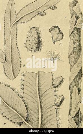 Les Cactaceae : descriptions et illustrations de plantes de la famille des cactus . ntre les genres Phyllocactus. andCereus La forme des joints est parfaitement typique de l'ancien ; les caractéristiques de l'fruitsand épines sont celles d'un Cereus. Il y a quelques jours j'ai reçu un avis du Dr E- Ule, un botaniste, qui j'avais envoyé d'Manaosto la rivière Furna, un affluent sur le côté droit de l'Amazone-qu'il avait trouvé une peculiarcactus dans la partie supérieure de la forêt marécageuse, densément accolés à l'arbre-tiges. Son furtherdescription de l'usine nous a informés que C. wittii est largement distri Banque D'Images