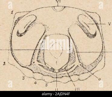 Introduction à l'étude des mollusques . Fig. 120. - Coupe axiale de entoise dune UN^^gonauia,grossie ; daprès Niemiec. Les fibres musculaires, je rétrac-trices du fond ; II, les fibres musculaires rayonnantes ; III les fibres musculaires,circulaires ; IV, le fonds de la cavité de la ventouse ; V, sphincter ; VI, denticule du bord. - 177 -. hentonnoir épipodiiim est très spécialisé dont on peut bienreconnaître la nature dans les embryons (fig. 121, IV), où lon voit cetorgane situé latéralement et postérieurement, entre le manteau et lepied. Originairement, il est formé de deux lobes latéraux symétriques,se recouvr Banque D'Images