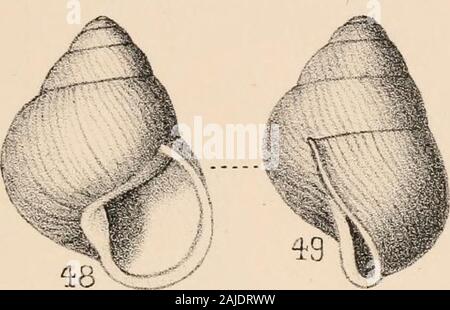 Manuel de conchyliologie, structurelles et systématiques : avec des illustrations de l'espèce . Banque D'Images