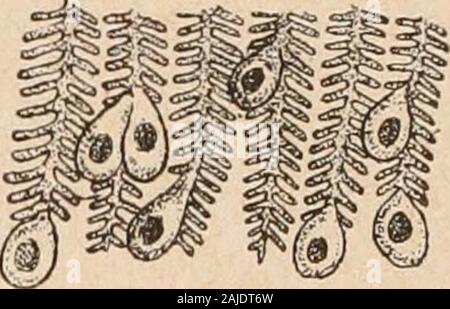 Introduction à l'étude des mollusques . Fig. 10.5. De ^noffonto - glochidie, vu ventralement, grossi ; daprès SchierholtzI, bouquet de soies ; II, ganglions viscéraux, invaginatiou stomodoeale ; III ; IV ; V, boucliercilié entéron (endoderniique cavité près) ; VI, enfoncements latéraux ; VII, crocbetdu bord de la vanne ; VIII, de filaments de byssus ; IX, l'adducteur. 159. Fig. 106. - Embryonsde Unio, au premierjour of their enkyste-ment sur les branchiesdune. perche du blastospore, qui se ferme, il se produit un disque cilié qui faittourner lembryon dans loeuf. Ce premier développement dure environdeux moi Banque D'Images