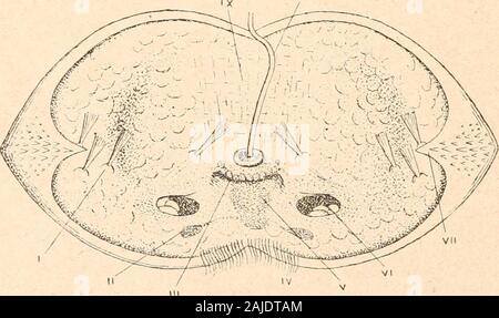 Introduction à l'étude des mollusques . Fig. 104. - Embryon de Anodonta,vu du côté gauche, grossi ; daprèsGôTTE. I, adducteur (antérieur);II, III ; blastospore bouclier, ciliépostérieur ; IV, coquille. VIII. Fig. 10.5. De ^noffonto - glochidie, vu ventralement, grossi ; daprès SchierholtzI, bouquet de soies ; II, ganglions viscéraux, invaginatiou stomodoeale ; III ; IV ; V, boucliercilié entéron (endoderniique cavité près) ; VI, enfoncements latéraux ; VII, crocbetdu bord de la vanne ; VIII, de filaments de byssus ; IX, l'adducteur. 159 Banque D'Images