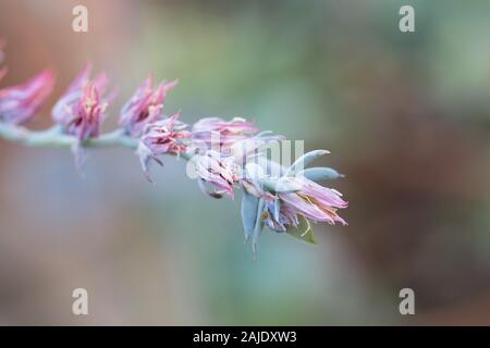 Close up of les fleurs d'une Echeveria 'Rosea' plante. Banque D'Images