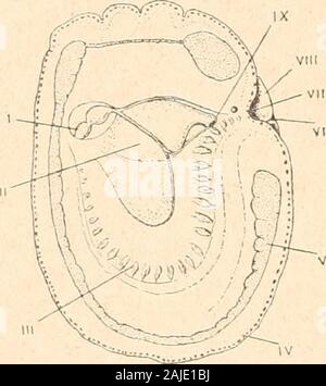 Introduction à l'étude des mollusques . iphon un riid.E. Masse viscérale et coquille coniques ; tentacules atrophiés ; ani-maux marins à la respiration aquatique. Siphonaria, Sowerby (fig. 83). Lames branchiales secondaires au plafond de la cavité palléale : S. algesiroe,Quoy et Gaimard ; sud de lEurope. -Gadinia, gris. Pas de branchie : G. Gar-noti, Payraudeau ; Méditerranée. Famille LnmjEiDJE. Animaux deau douce, à respirationaérienne orifice pulmonaire ; sur le côté,pourvu dun " pavillon respiratoire "très développé ; orifices mâle et femelleassez éloignés. Limnoea, Linné (fig. 48). Masse vis-cérale Banque D'Images