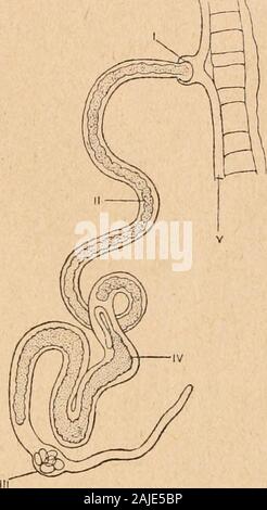 Introduction à l'étude des mollusques . forméeautour lovaire de cavité, par le pseu-dopallium ; IX, l'orifice de cettecavité ; X, téguments de la Holo-thurie . Libres ; tête large et saillante ; siphon pasde ; pied ; le bord du manteau frangé. Turritella, Lamarck ; T. terebra, Linné ; Océan Atlantique. -Mathilda, Semper. 101 - Famille Xe.nophorid^. Mufle allongé ; pied divisé transversalement en deux parties, dontla postérieure porte lopercule. Xenophora, Fischer : X. crispus, Kônig ; Méditerranée. Famille NARicm^. Pied circulaire, portant un épi lobe-podial tentaculesaplatis ; de chaque côté. Narica Banque D'Images