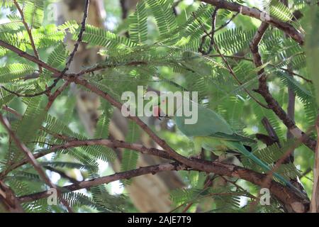 Portrait avec un fond vert. Aussi la couleur bleu-vert couronné, Parrot parrot Luzon, Philippines le perroquet vert ou comme picoy. Banque D'Images