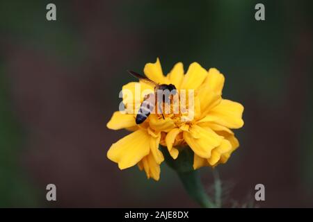 Détail de l'abeille mellifère Apis mellifera, en Amérique latine ou européenne'abeille à miel assis sur le jaune et l'orange marigold flower Banque D'Images