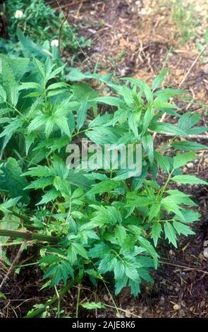 JARDIN VALÉRIEN (VALERIANA OFFICINALIS) CROISSANT. AUSTRALIE. Banque D'Images