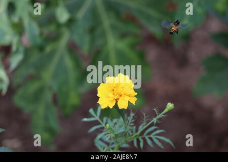 L'abeille en vol sur le souci Banque D'Images